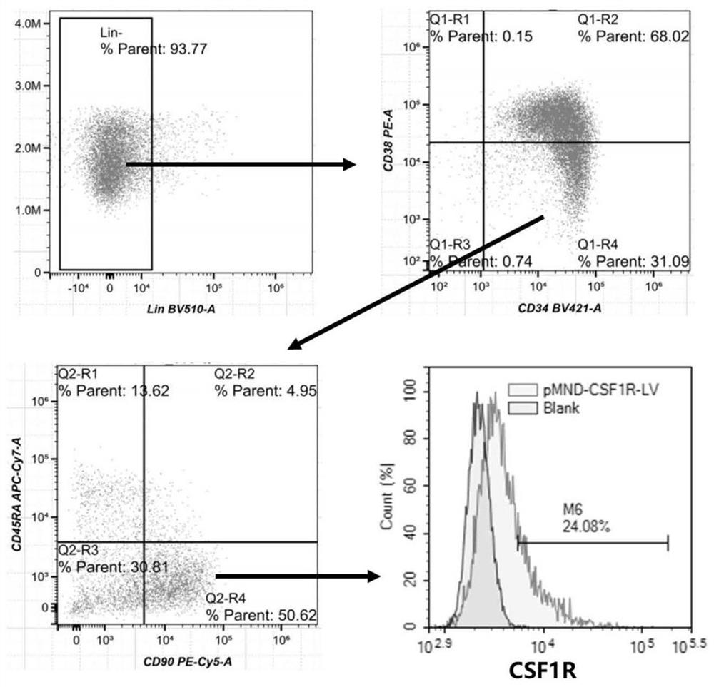 A gene therapy carrier and its use