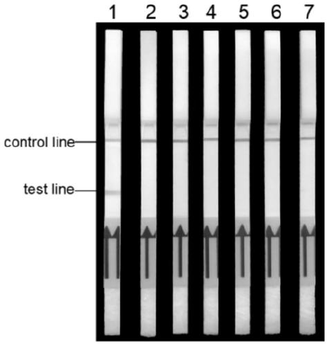 Primer group and kit for detecting fowl adenovirus serotype 4 (FAdV-4) as well as detection method and application of primer group