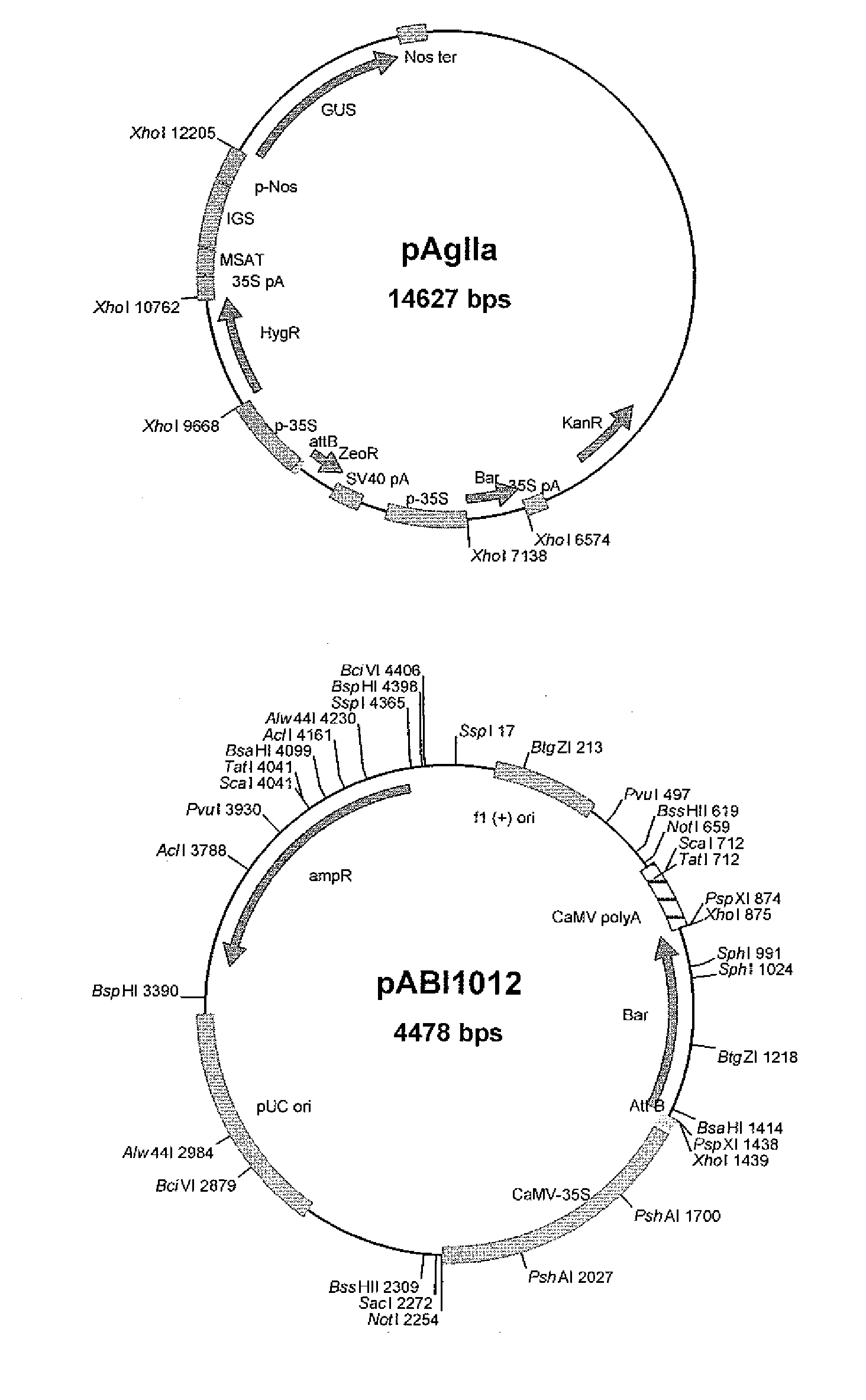 Production of modified fatty acids in plants