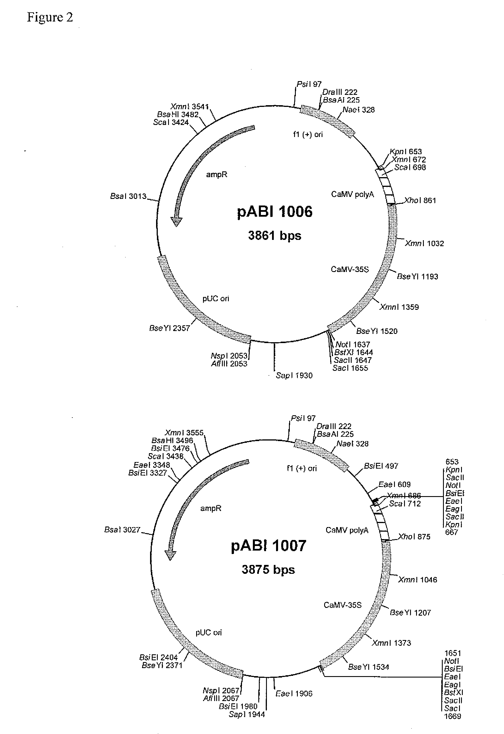 Production of modified fatty acids in plants