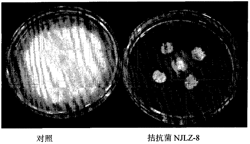 Antagonist bacterium for preventing and treating continuous cropping hot pepper epidemic disease and microbial organic fertilizer thereof