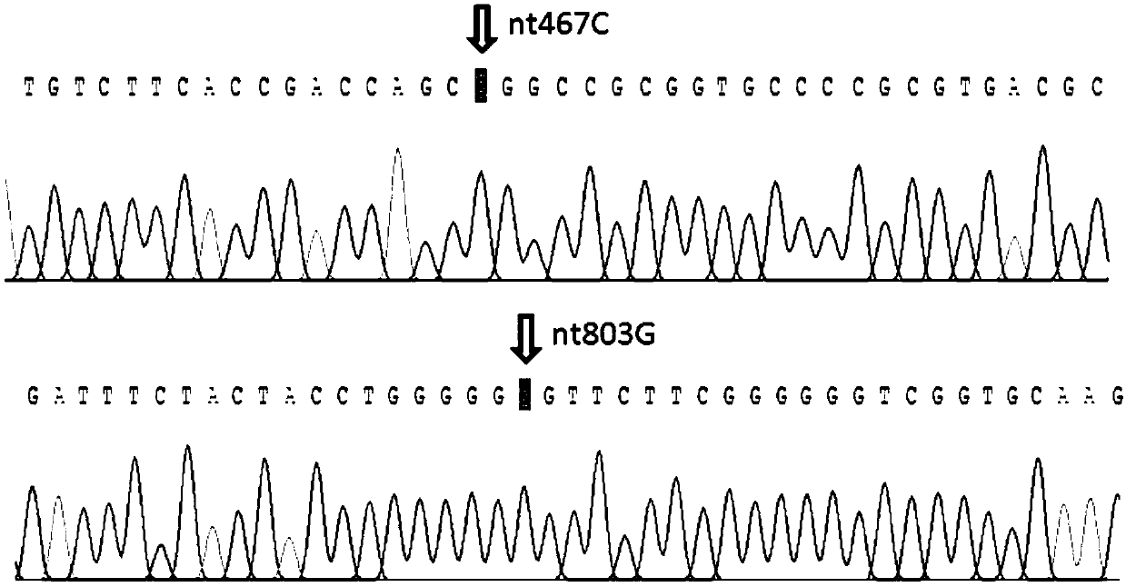 SNP site for AB variant type (AwB) capable of triggering hemolytic transfusion reaction (HTR)