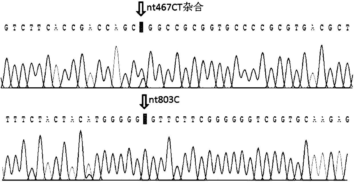 SNP site for AB variant type (AwB) capable of triggering hemolytic transfusion reaction (HTR)