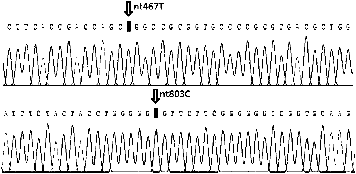 SNP site for AB variant type (AwB) capable of triggering hemolytic transfusion reaction (HTR)