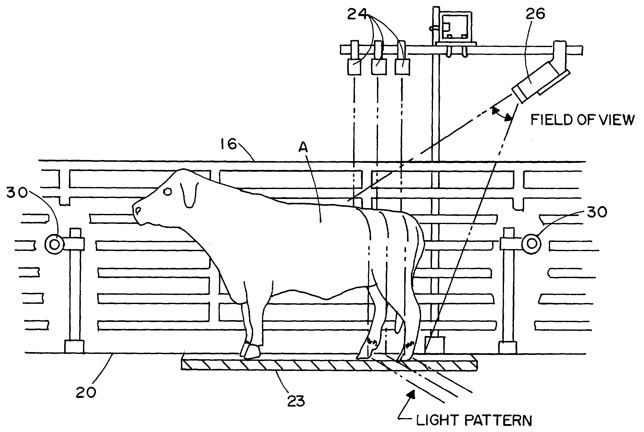 Methods and apparatus for the dimensional measurement of livestock using a single camera