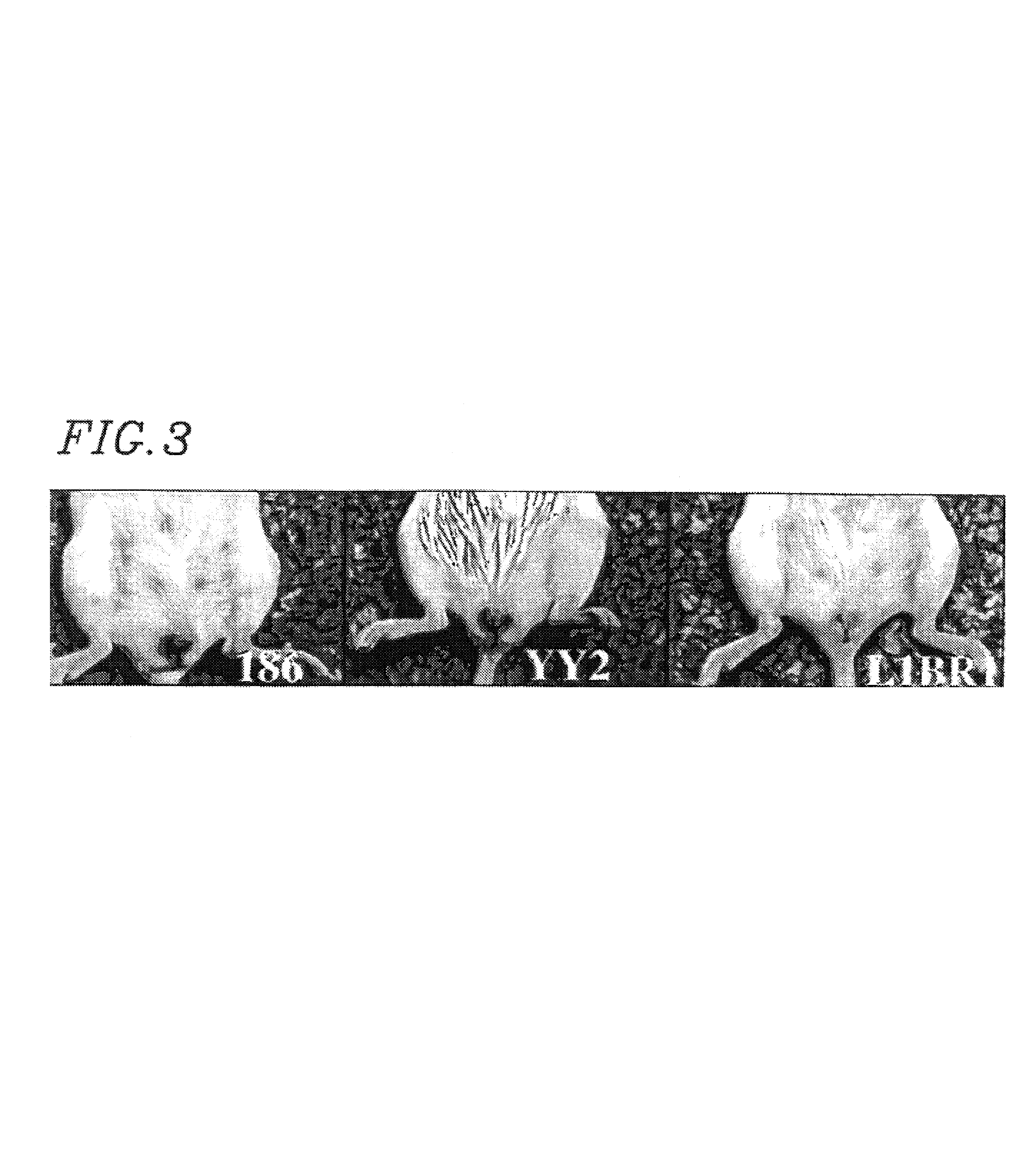 Composition and method for treating cancer using herpes virus