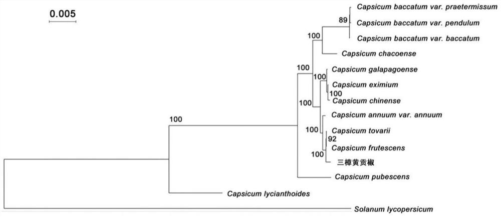 Chloroplast genome of Sancinnamomum huanggong pepper and application thereof