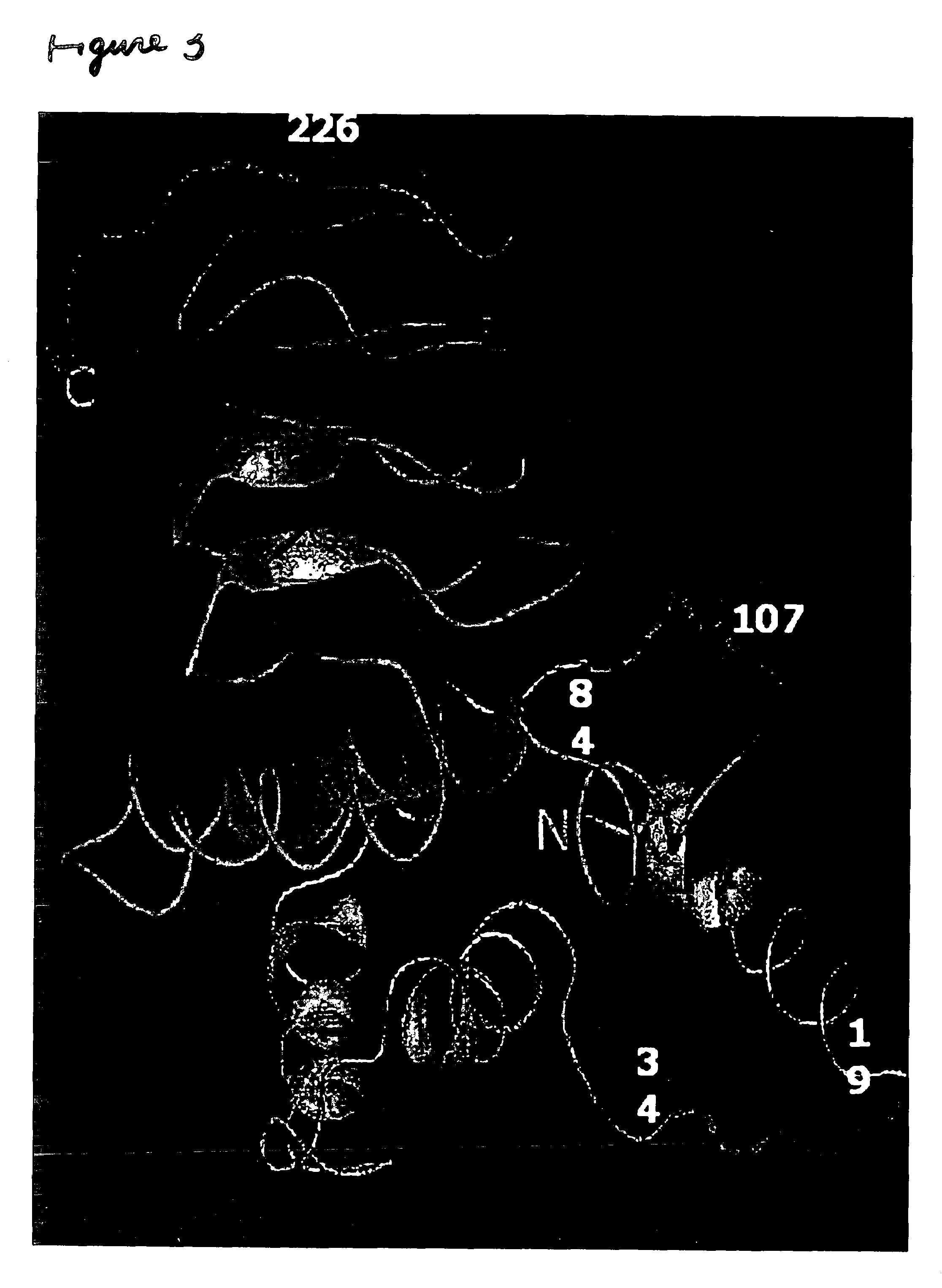 Mutant serine acetyltransferase