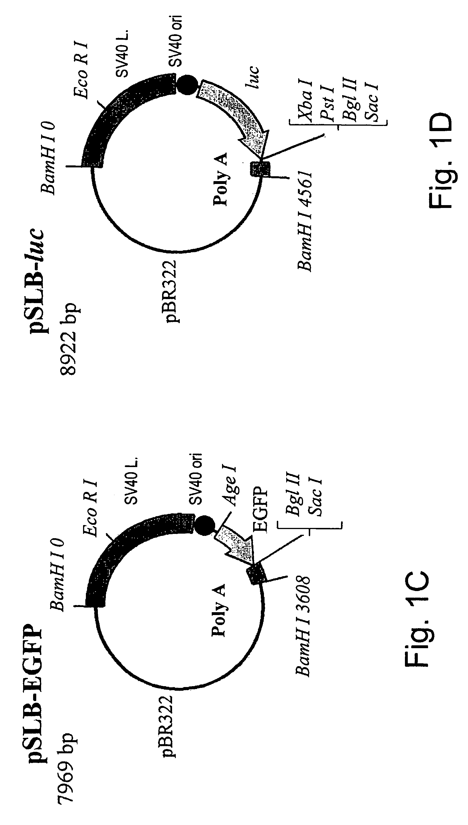 Packaging complementation cell-line for sv-40 vectors