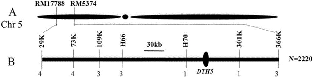 Molecular markers of major QTL for rice heading period and application of molecular marker