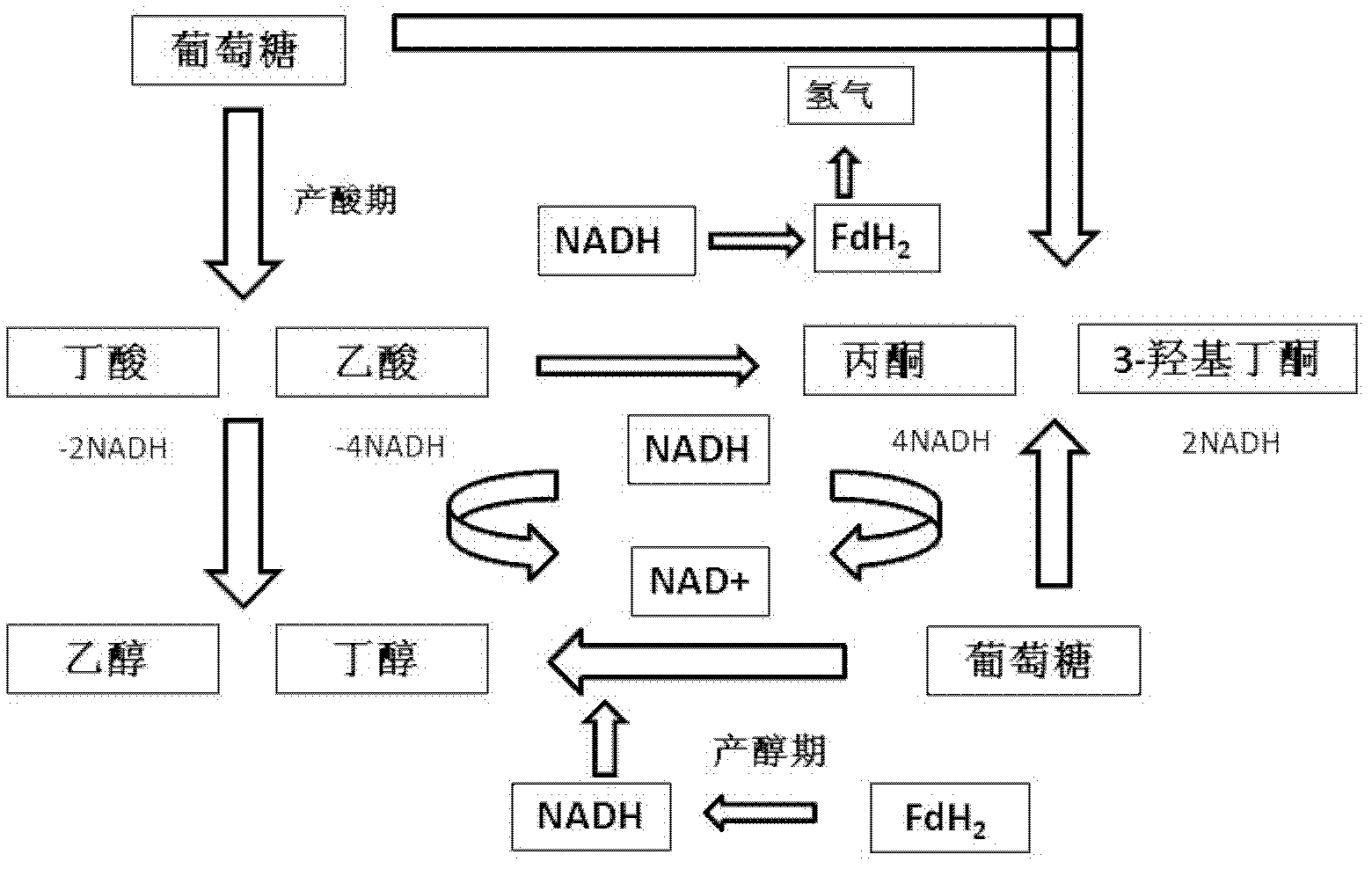 Clostridium acetobutylicum and applications thereof