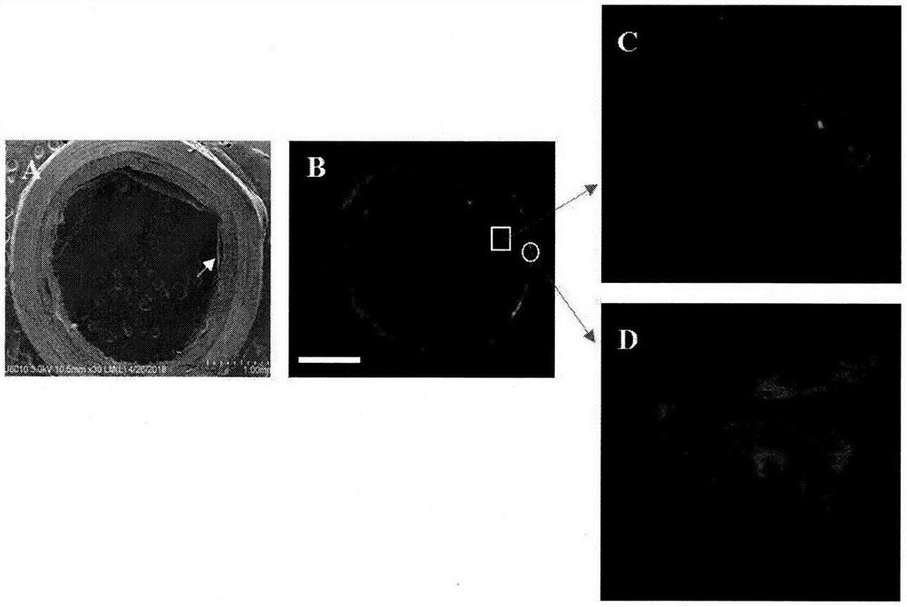 A kind of tissue engineering urethral stent and preparation process thereof