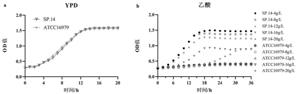 Schizosaccharomyces pombe with high acetic acid tolerance