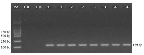 Detection method for establishing gene editing rice based on pyrosequencing technology