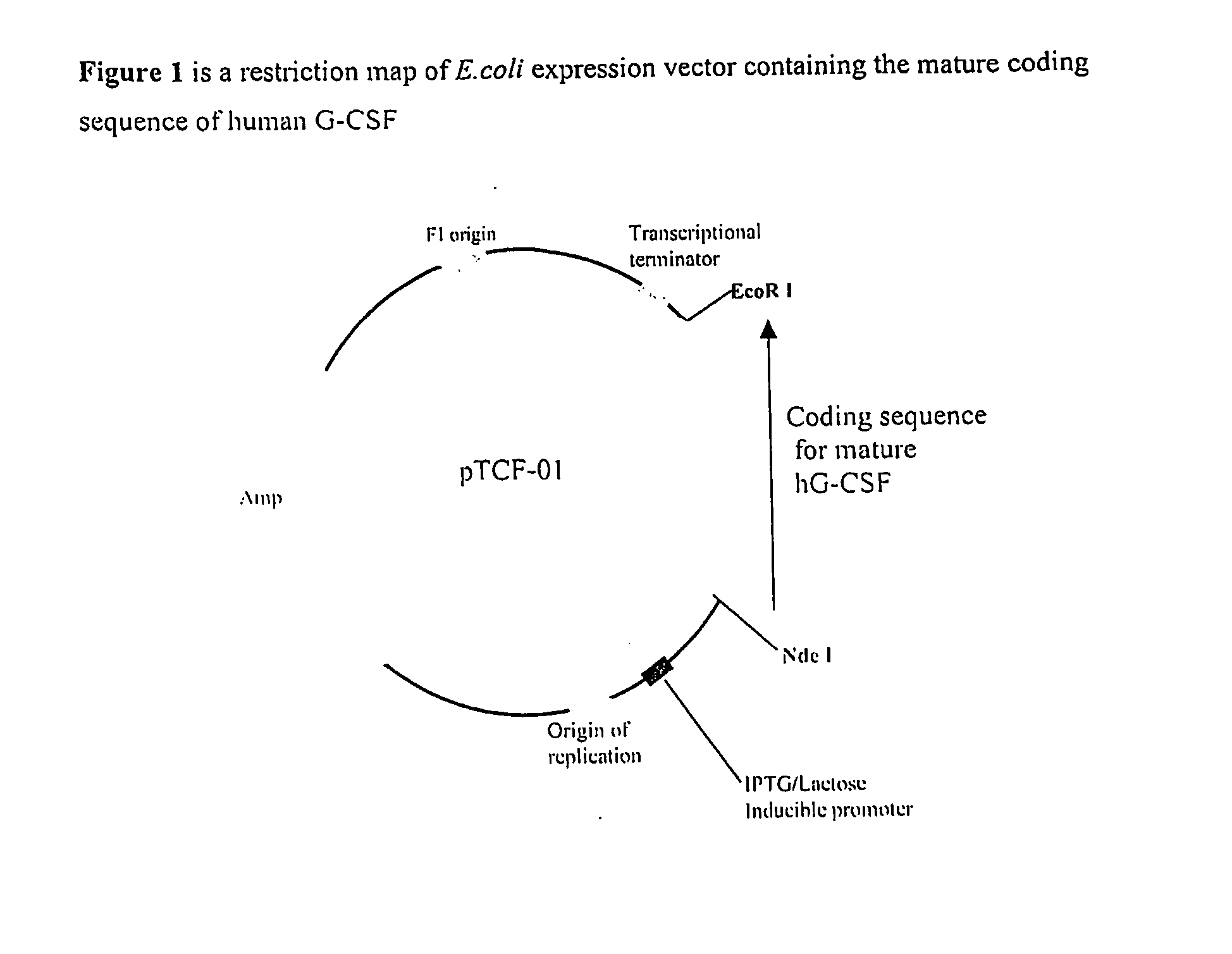 Process for the Purification of Recombinant Granulocyte-Colony Stimulating Factor