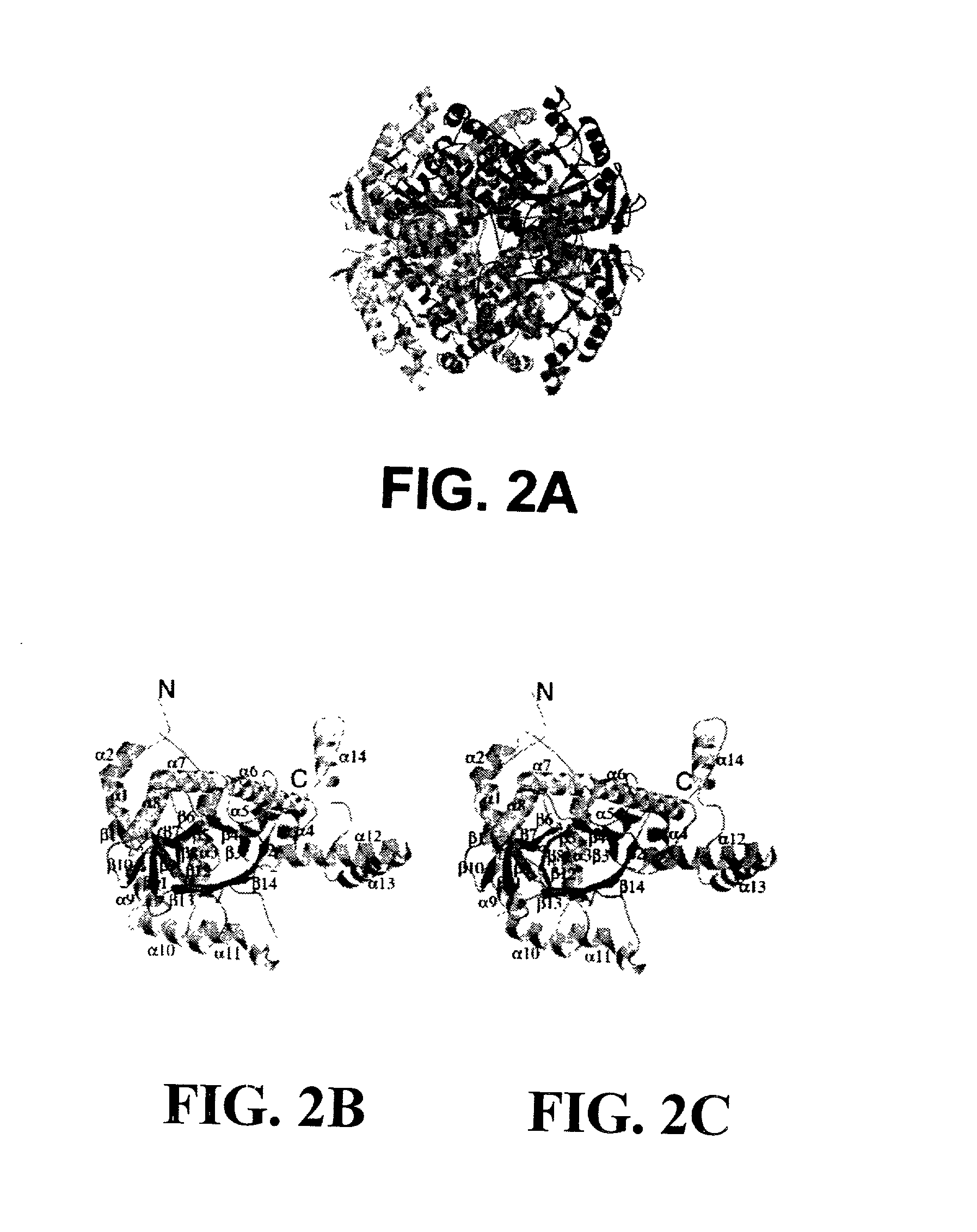 Structure of isocitrate lyase enzyme from mycobacterium tuberculosis and inhibitory agents to combat persistent infection