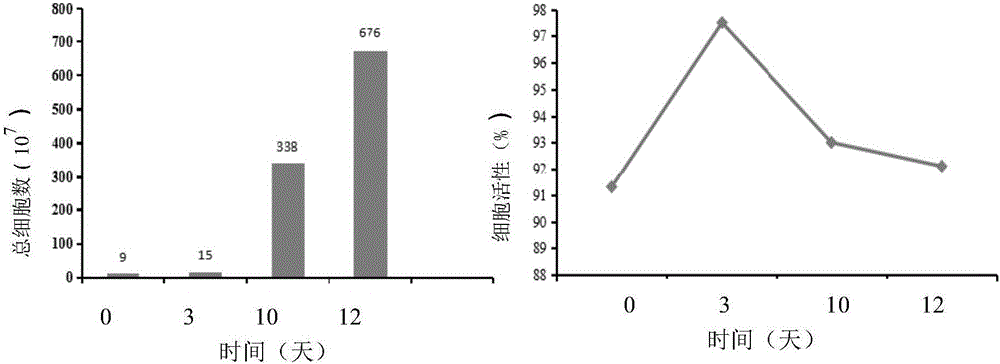 Immune-cell in-vitro-induction-amplification method