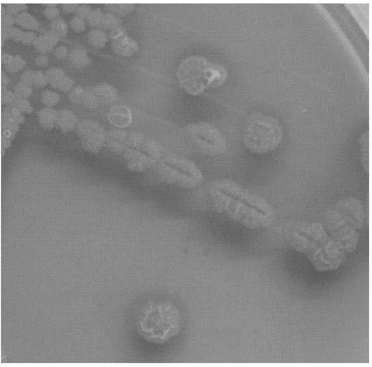 A bacillus subtilis strain and applications thereof