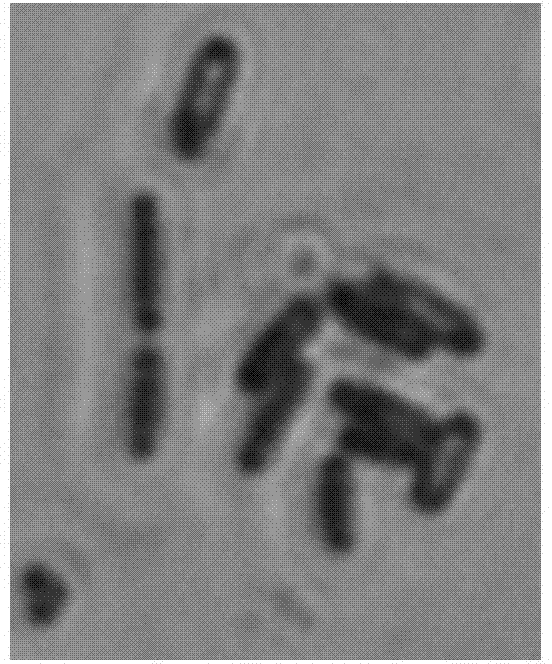 A bacillus subtilis strain and applications thereof