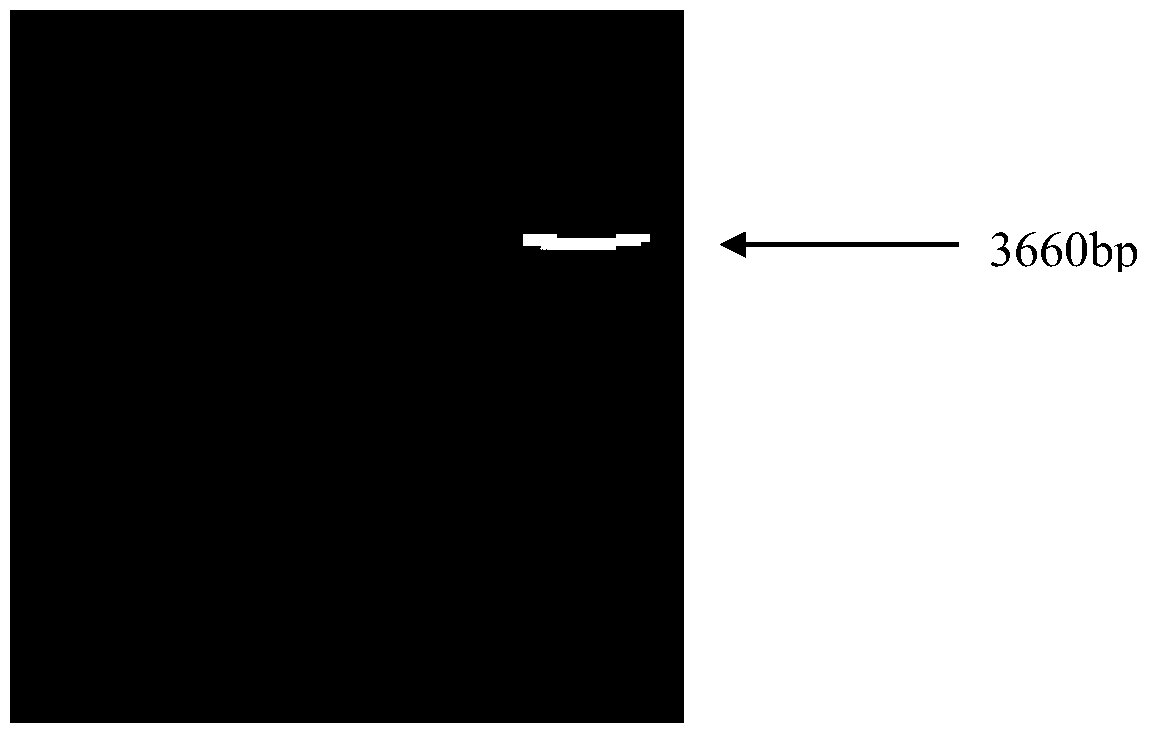 A recombinant adeno-associated virus vector carrying multi-site mutant EGFR neoantigen gene and its construction method and application