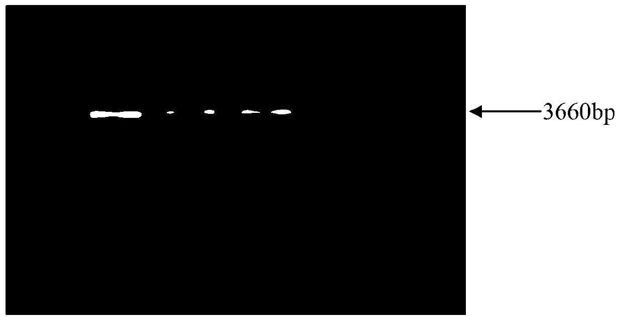 A recombinant adeno-associated virus vector carrying multi-site mutant EGFR neoantigen gene and its construction method and application