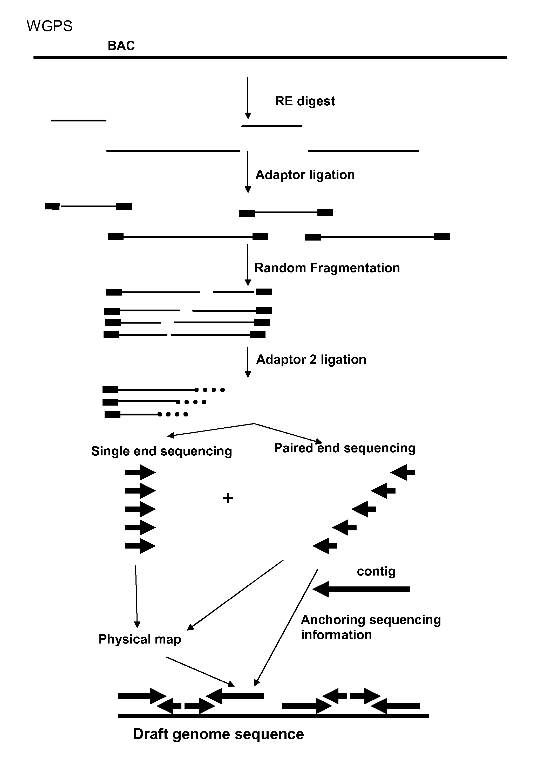 Restriction enzyme based whole genome sequencing