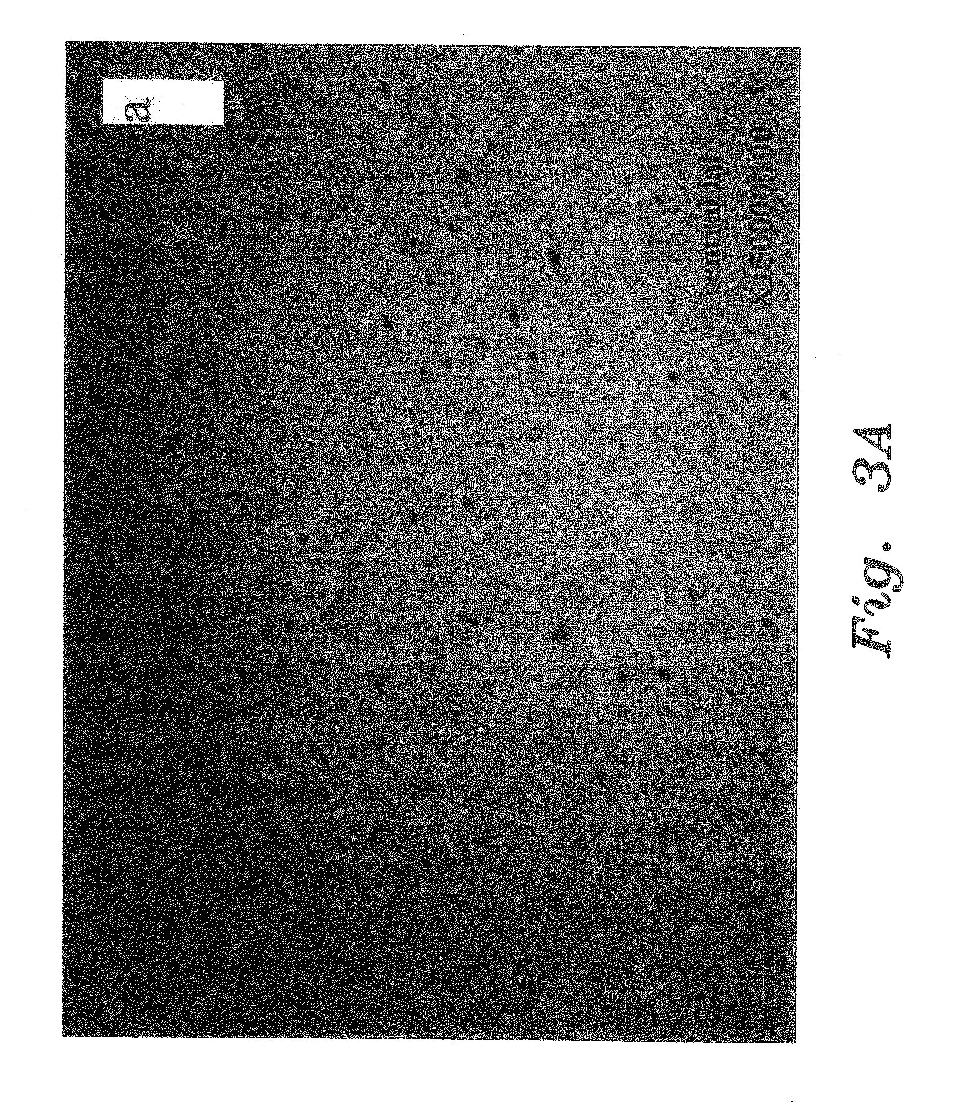 Synthesis of nanoparticles of metals and metal oxides using plant seed extract