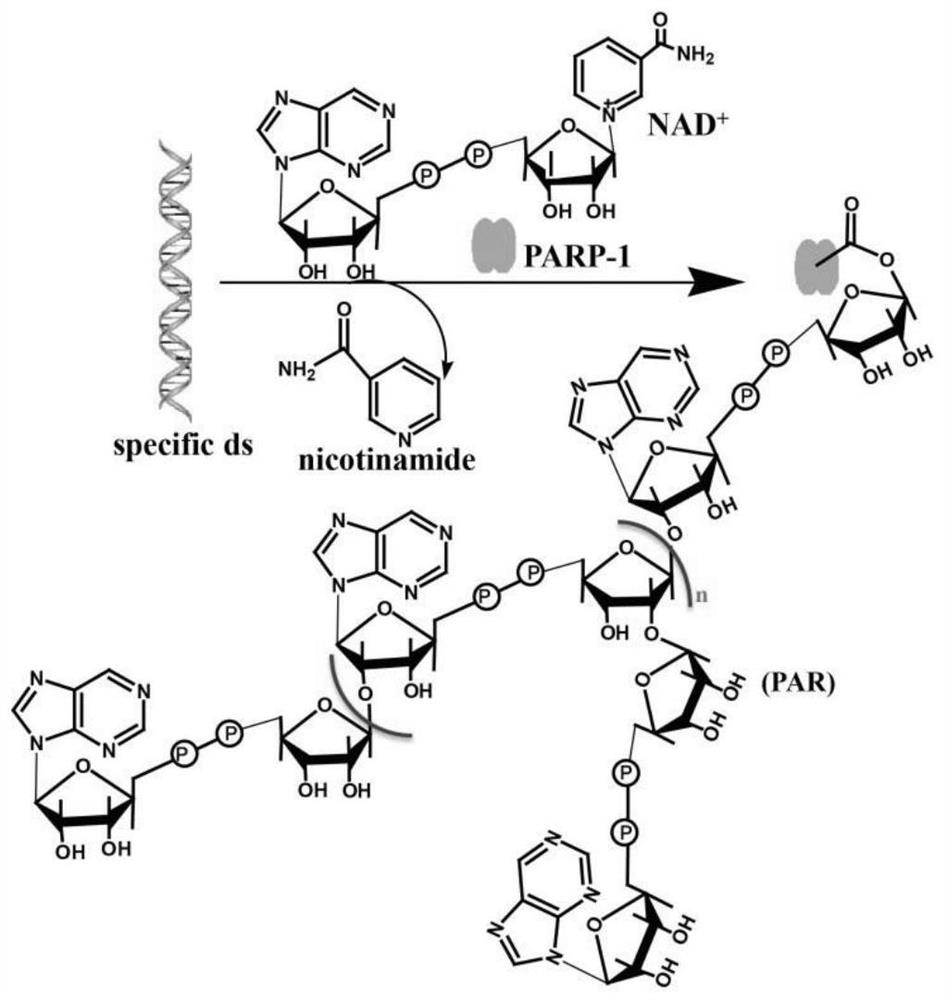 Method for detection of parp-1 activity based on fluorescent dye toto-1 assay