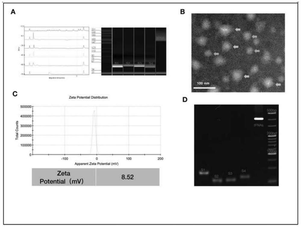 A drug for the prevention of oxidative stress in retinal ganglion cells and wet maculopathy