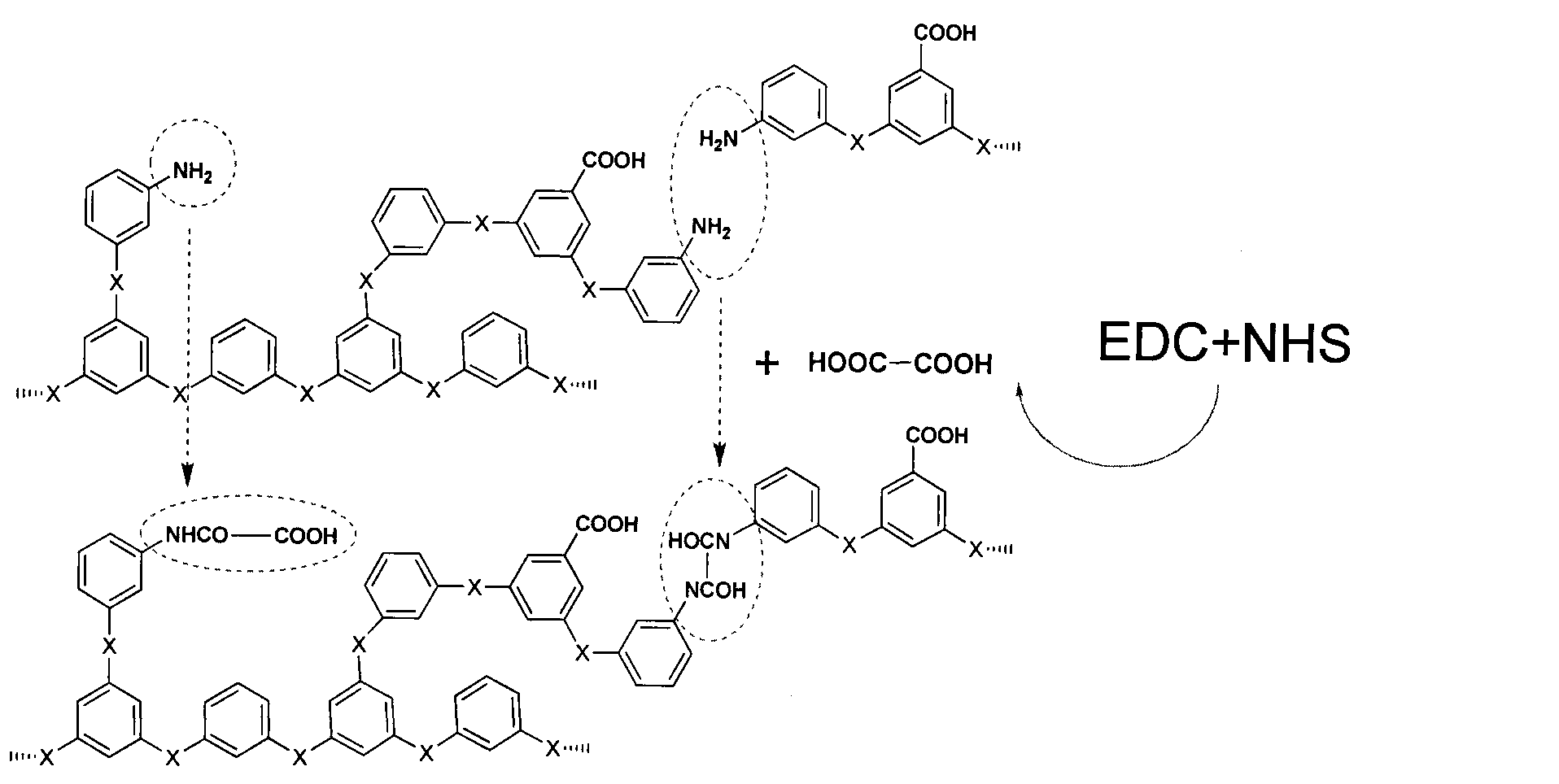 Asymmetric antioxidant permeable membrane and preparation method thereof