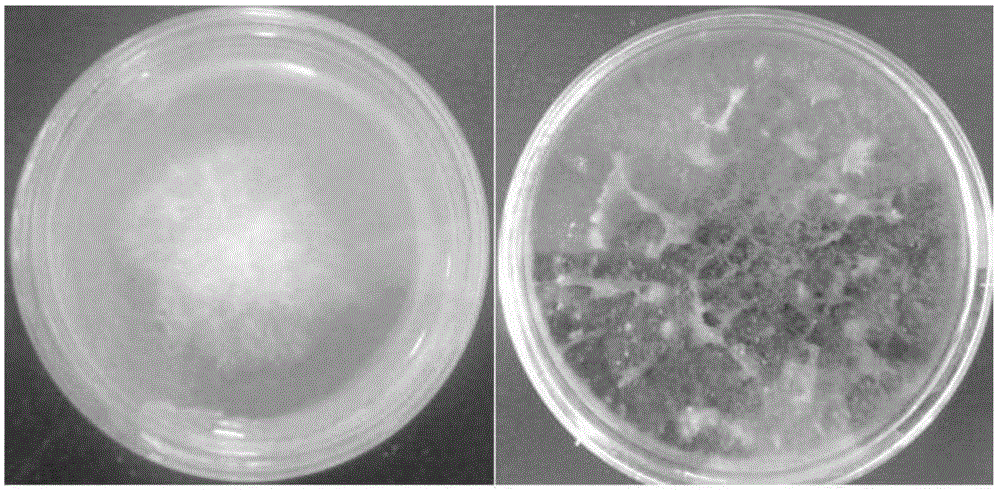 An endophytic fungus with high yield of paclitaxel and method for producing paclitaxel using the strain