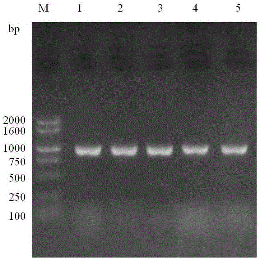 An endophytic fungus with high yield of paclitaxel and method for producing paclitaxel using the strain