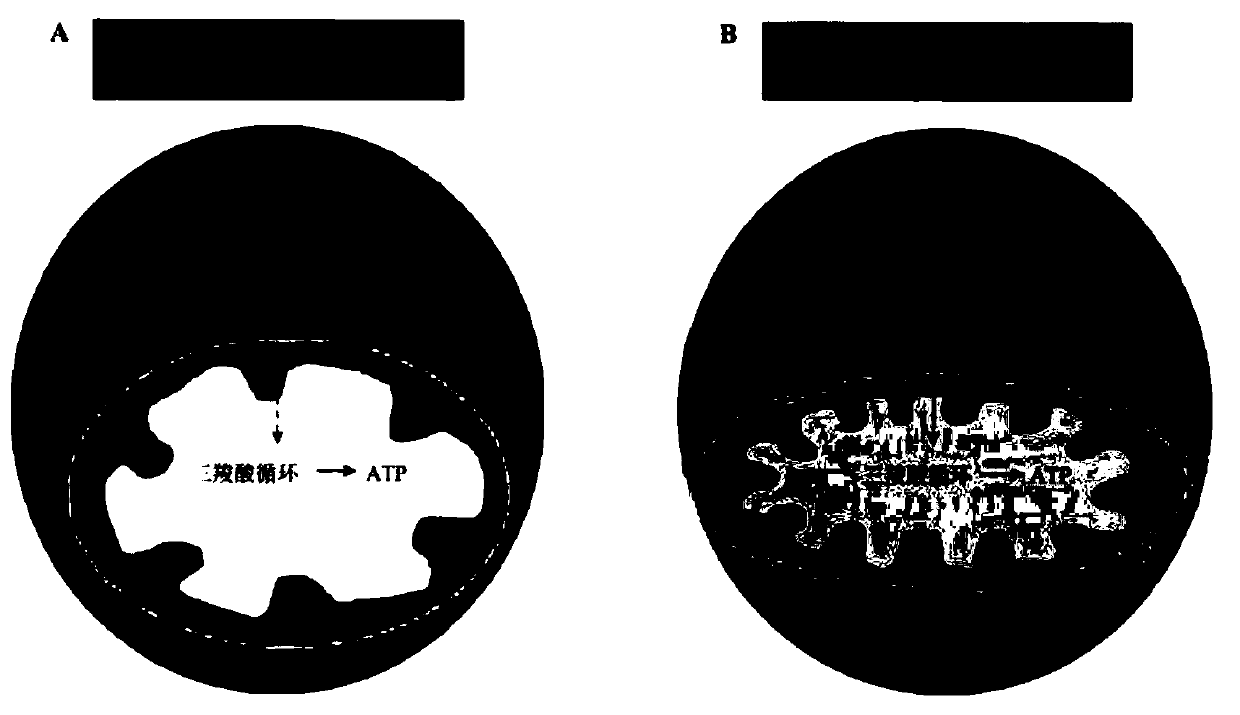 Application of human sirt3 gene in stem cell differentiation inducing