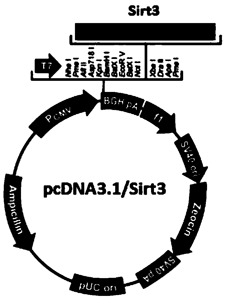 Application of human sirt3 gene in stem cell differentiation inducing