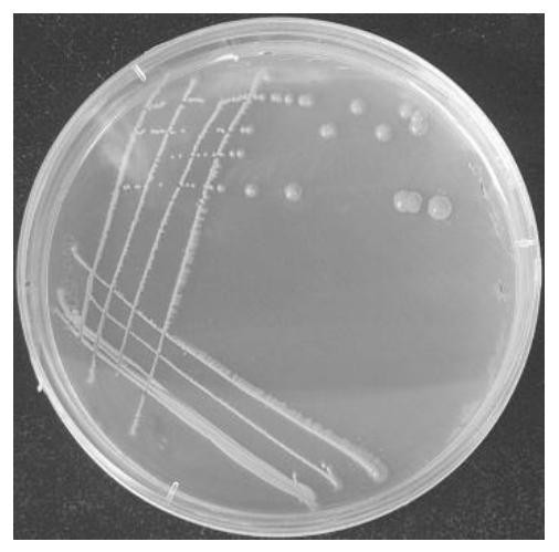 Rhodococcus gordoniae YKSW-6 and application thereof