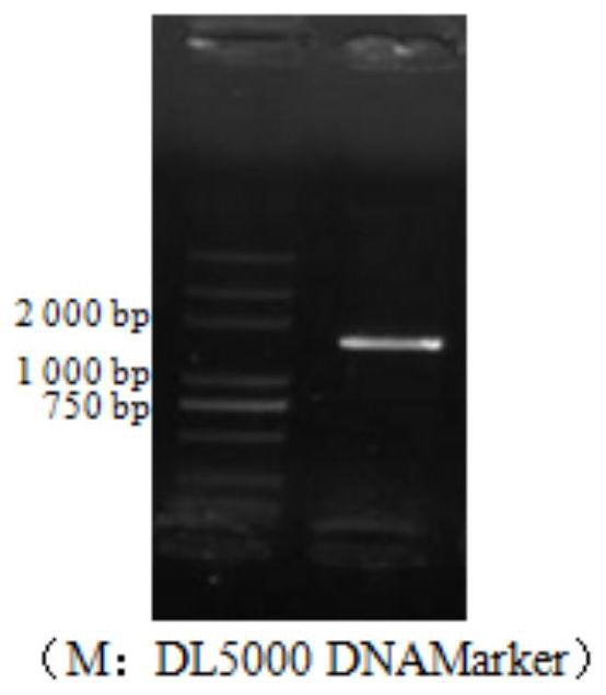 Rhodococcus gordoniae YKSW-6 and application thereof