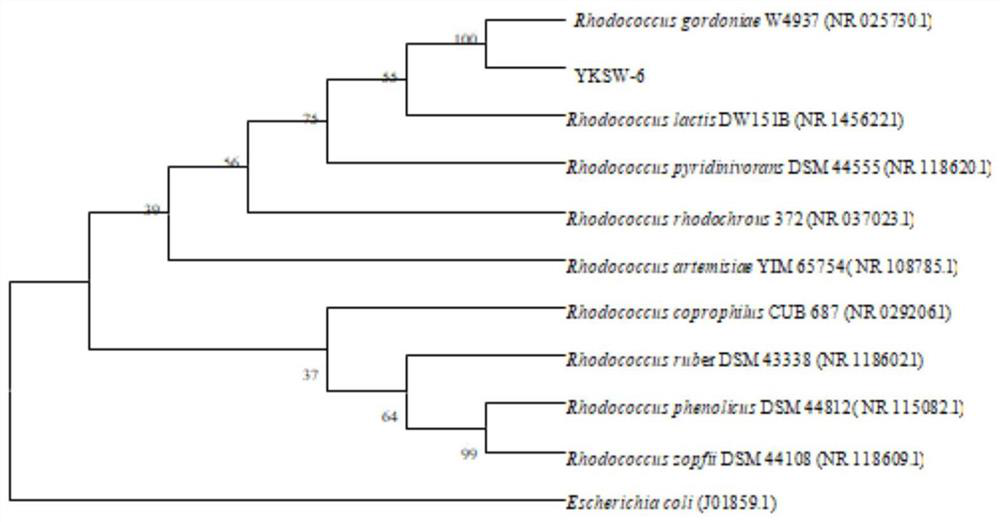 Rhodococcus gordoniae YKSW-6 and application thereof