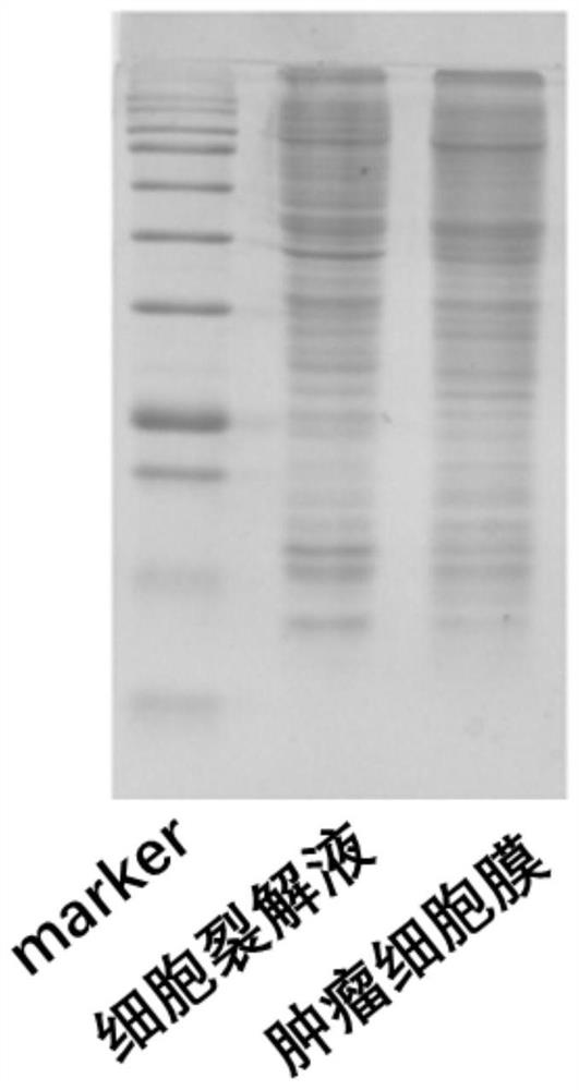 Tumor cell membrane drug loading system as well as construction method and application thereof