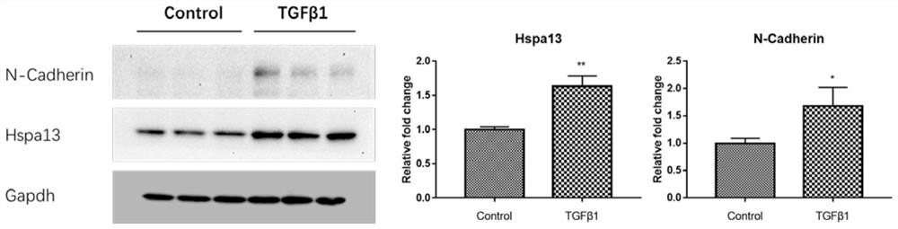 siRNA interfering with hspa13 expression and its application