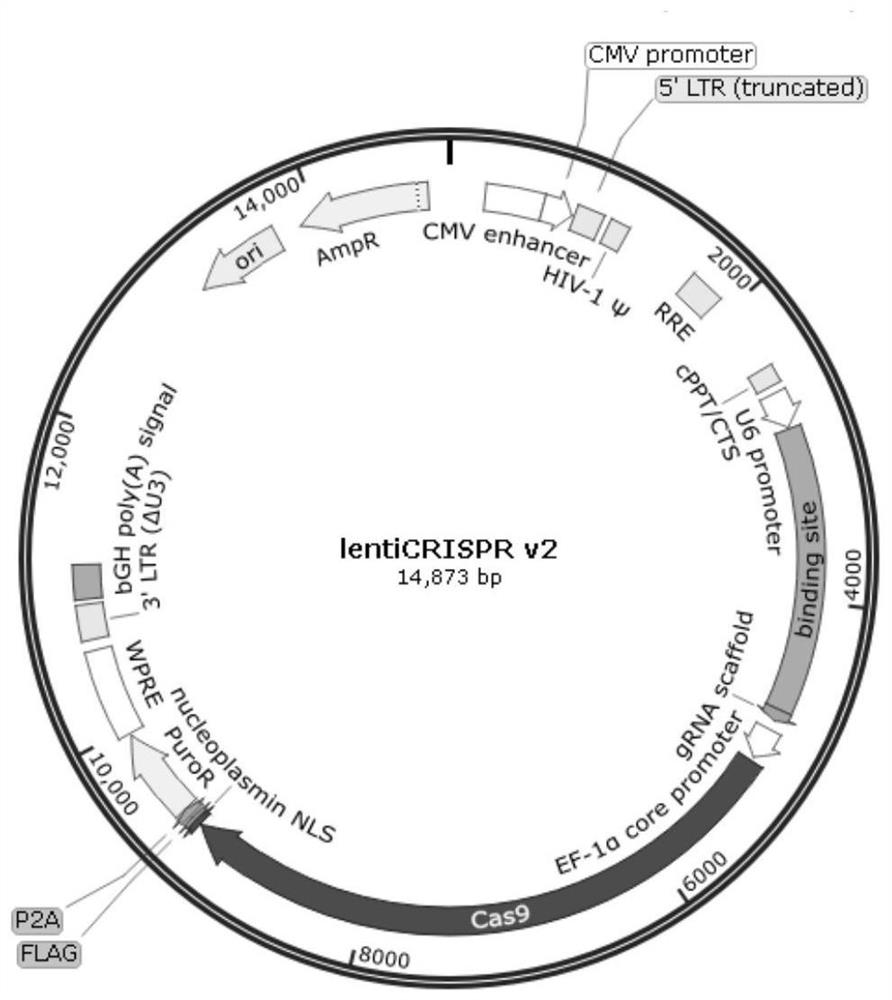 Application of gene editing technology in cancer treatment