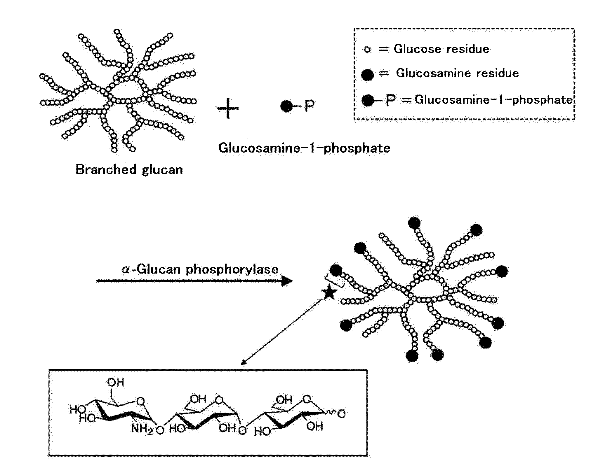 Amino sugar-containing glucan, method for producing same, and use thereof