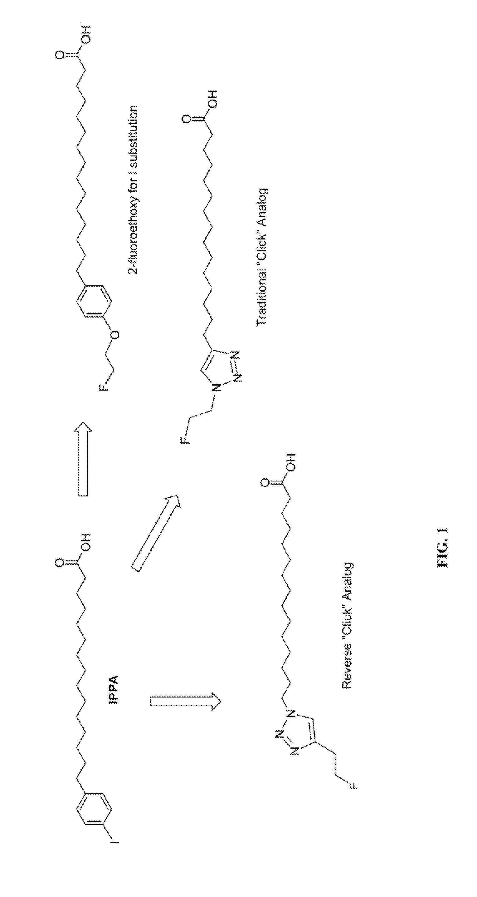 Pet radiotracers for imaging fatty acid metabolism and storage