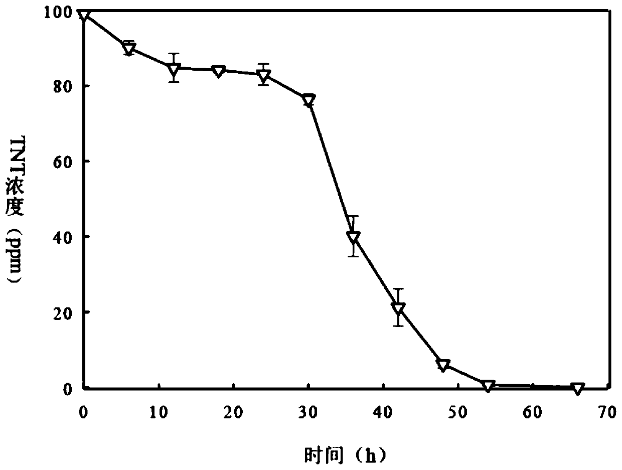 A kind of Pseudomonas aeruginosa, the bacterium agent containing this bacterium and its application and the method for degrading TNT