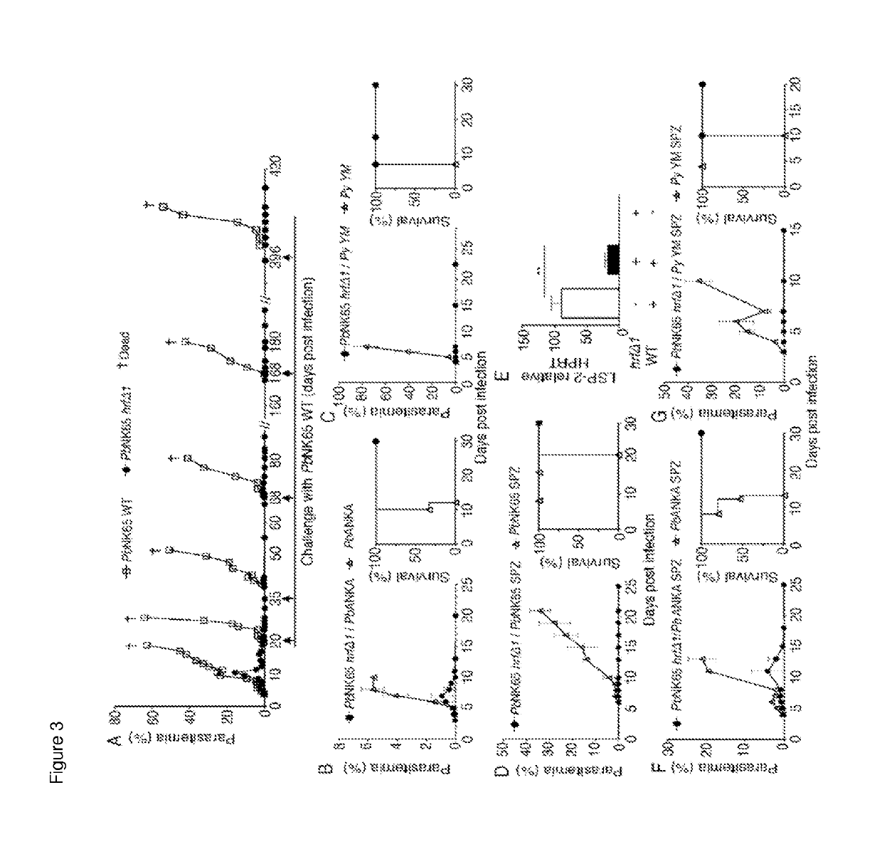 Plasmodium with histamine releasing factor (HRF) deficiency for use as a vaccine