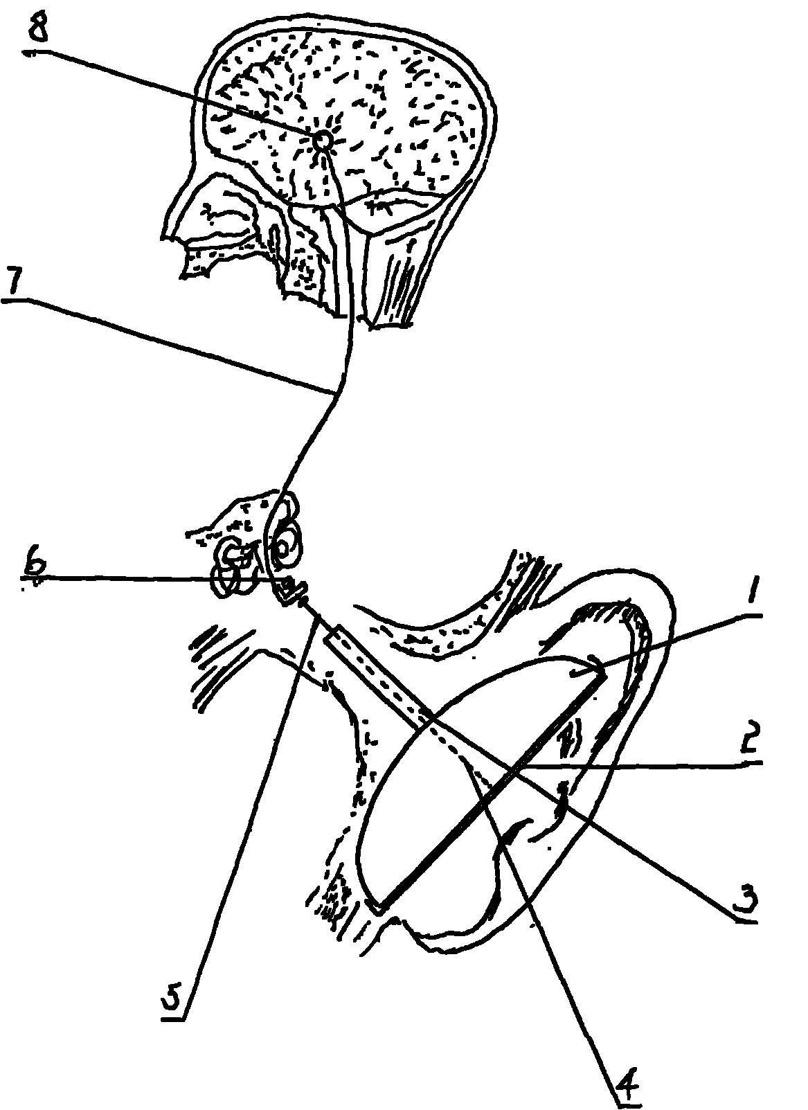 Dynamic demonstration model for sound being received by human ear