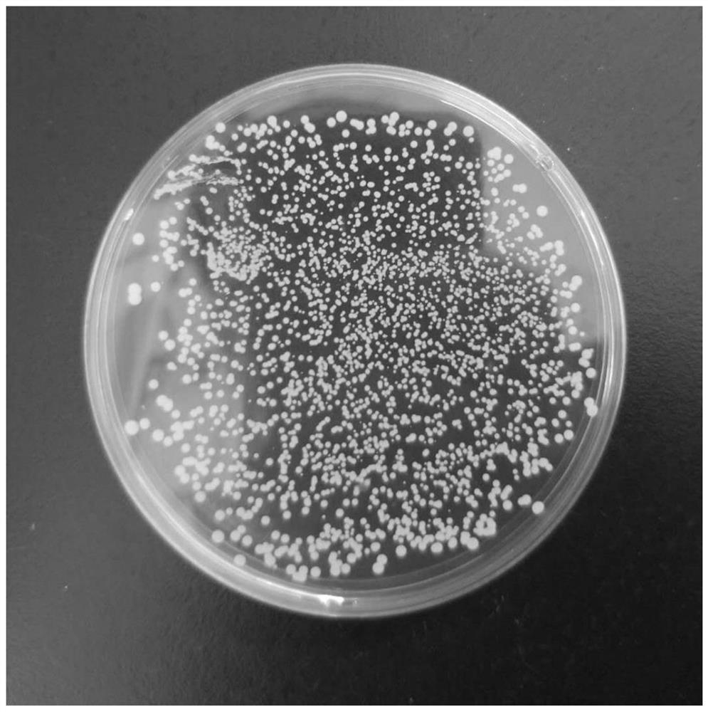 Preparation method of antibacterial super absorbent resin