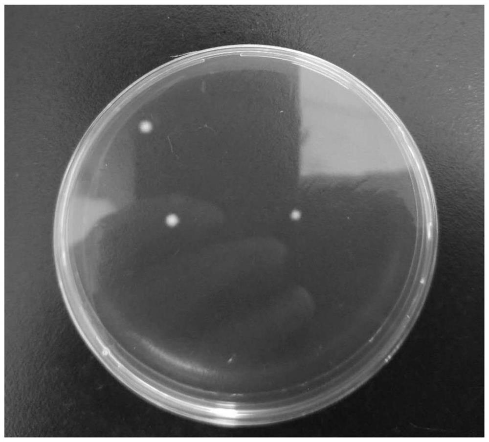 Preparation method of antibacterial super absorbent resin