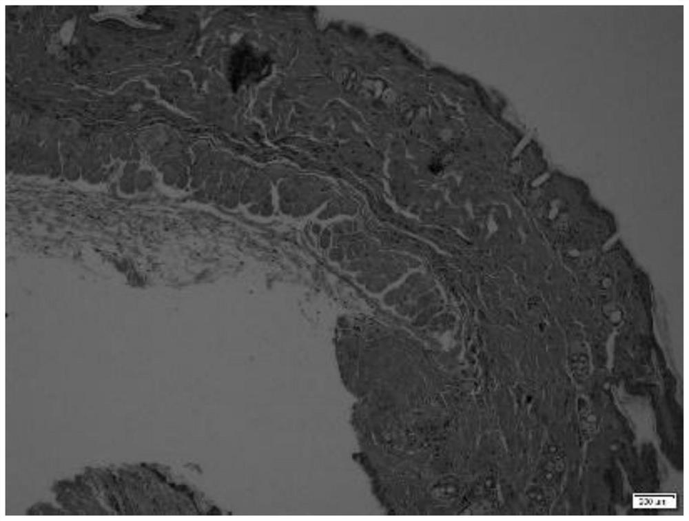 Application of tricin in preparation of external preparation for intervening skin light injury