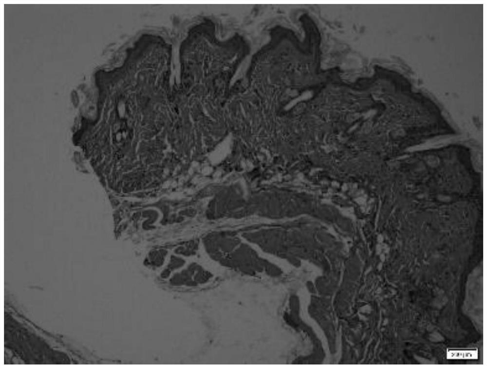 Application of tricin in preparation of external preparation for intervening skin light injury