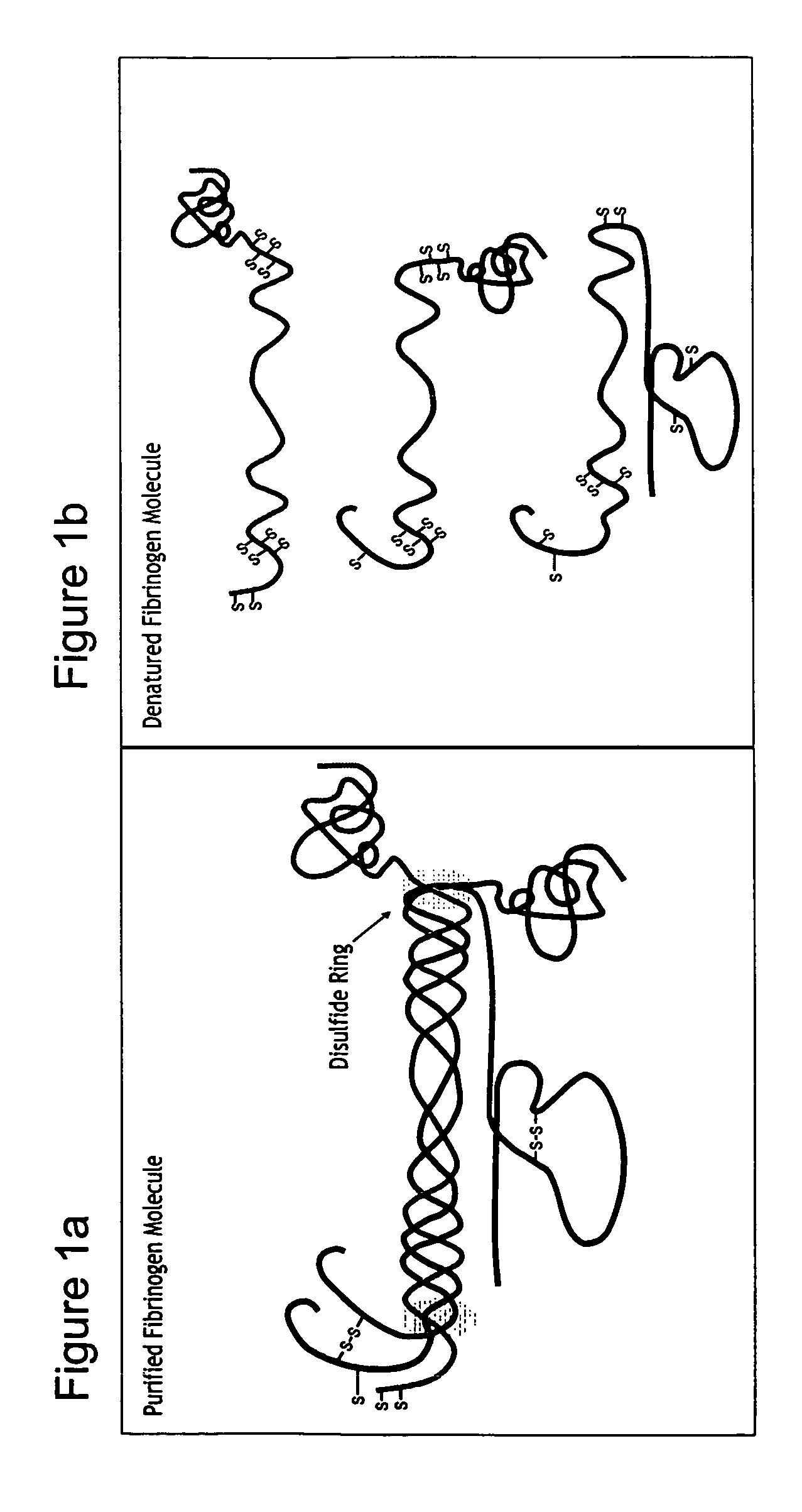 Matrix composed of a naturally-occurring protein backbone cross linked by a synthetic polymer and methods of generating and using same